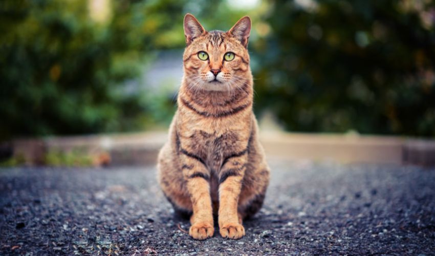 How to Create a Safe Training Environment for Asian Cats: Essential Tips and Guidelines