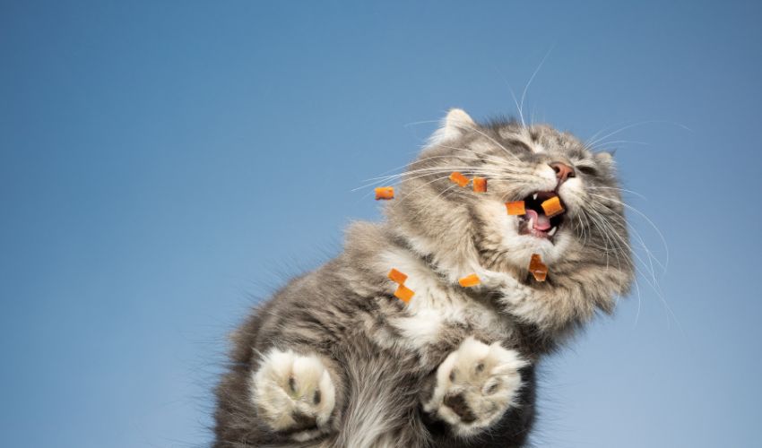 10 Effective Tips for Promoting Positive Behavior in Your Aphrodite Giant Cats