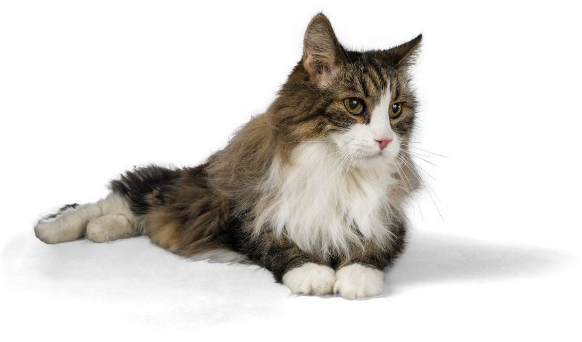 Understanding and Managing Common Behavioral Issues in American Shorthair Cats