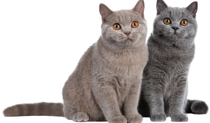 The Ultimate Guide to the Importance of Regular Vet Check-Ups for American Shorthair Cats