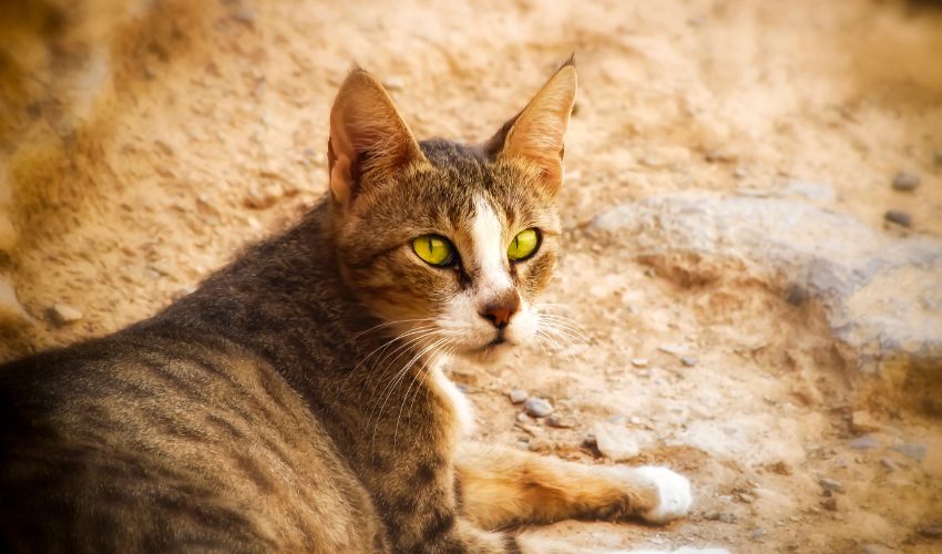 Top 10 Essential Foods for Feeding Your Arabian Mau Cat: A Complete Diet Guide