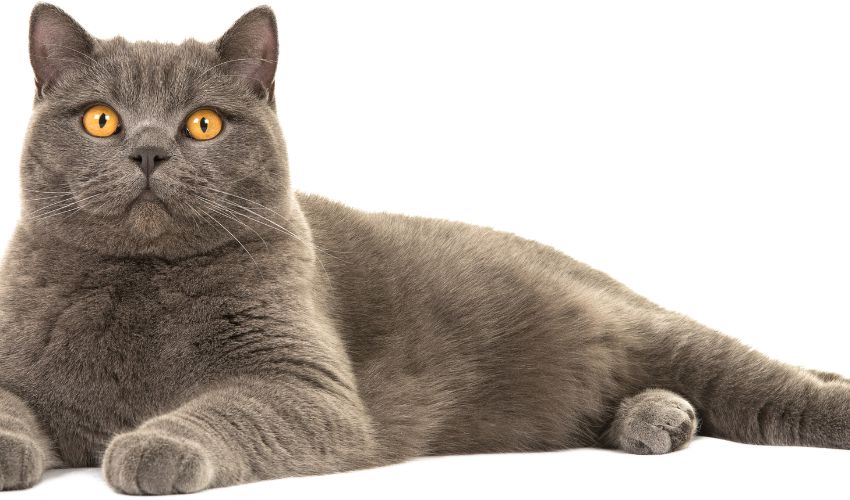 The Ultimate Guide to Preventive Health Care for Arabian Mau Cats