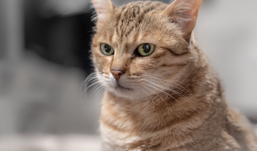 Ultimate Guide to Understanding the Dietary Needs of American Wirehair Cats