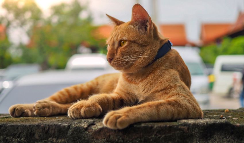 Top 10 Essential Grooming Products for Asian Cats: A Complete Buying Guide