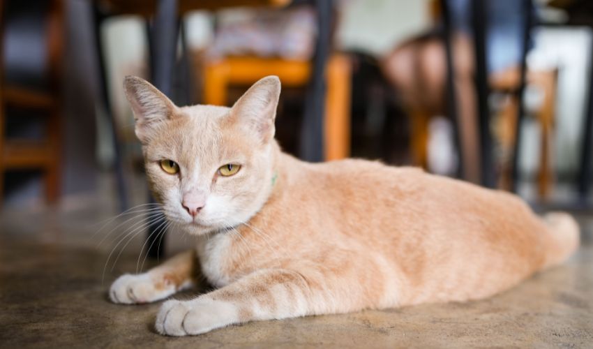 Complete Guide to Creating a Feeding Schedule for Your Arabian Mau Cat: Tips and Recommendations