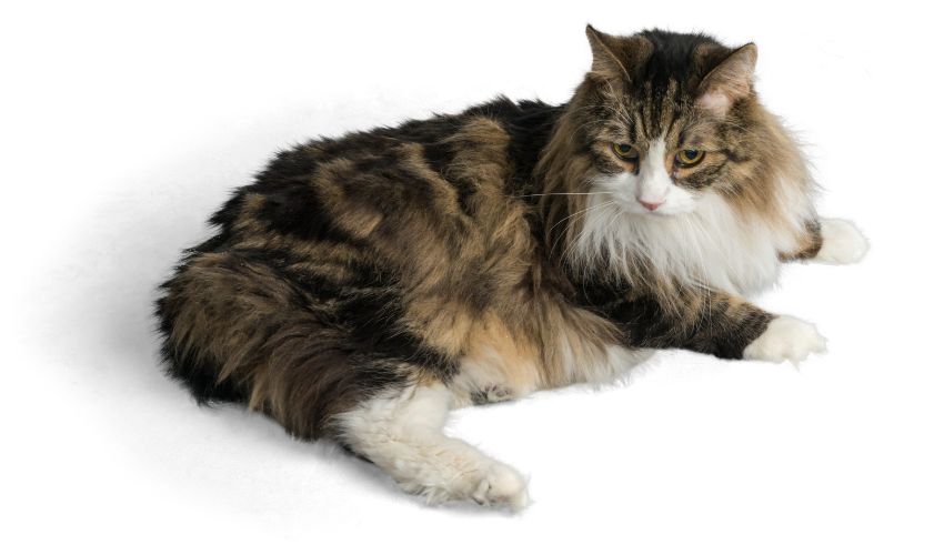 Unlocking the Benefits of Using Positive Reinforcement for American Wirehair Cats