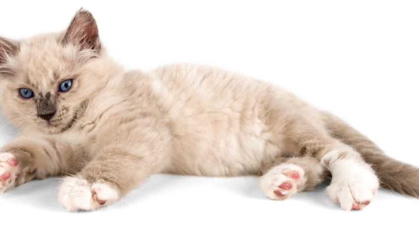 Aphrodite Giant Cats: Essential Care Tips for a Happy and Healthy Life