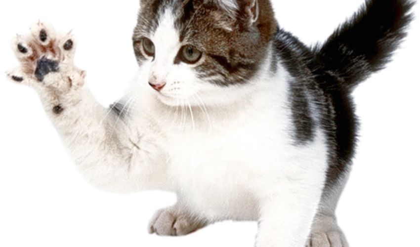 Top Tips for Maintaining the Health of Your Arabian Mau Cat: Disease Prevention Essentials