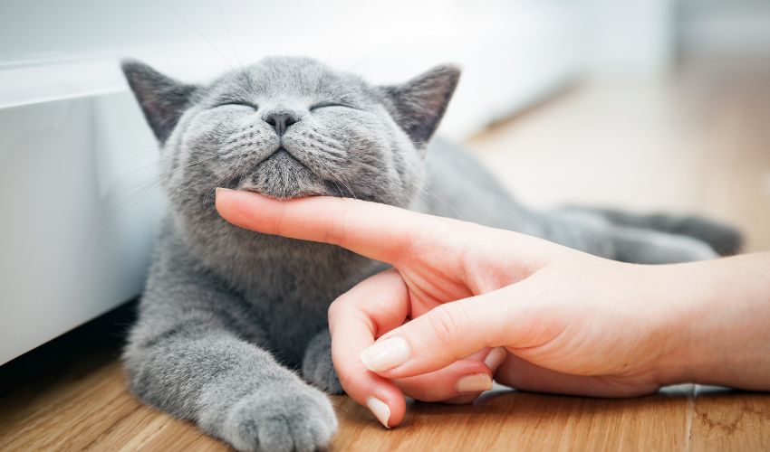 The Ultimate Guide to Grooming American Shorthair Cats: Essential Tools and Techniques